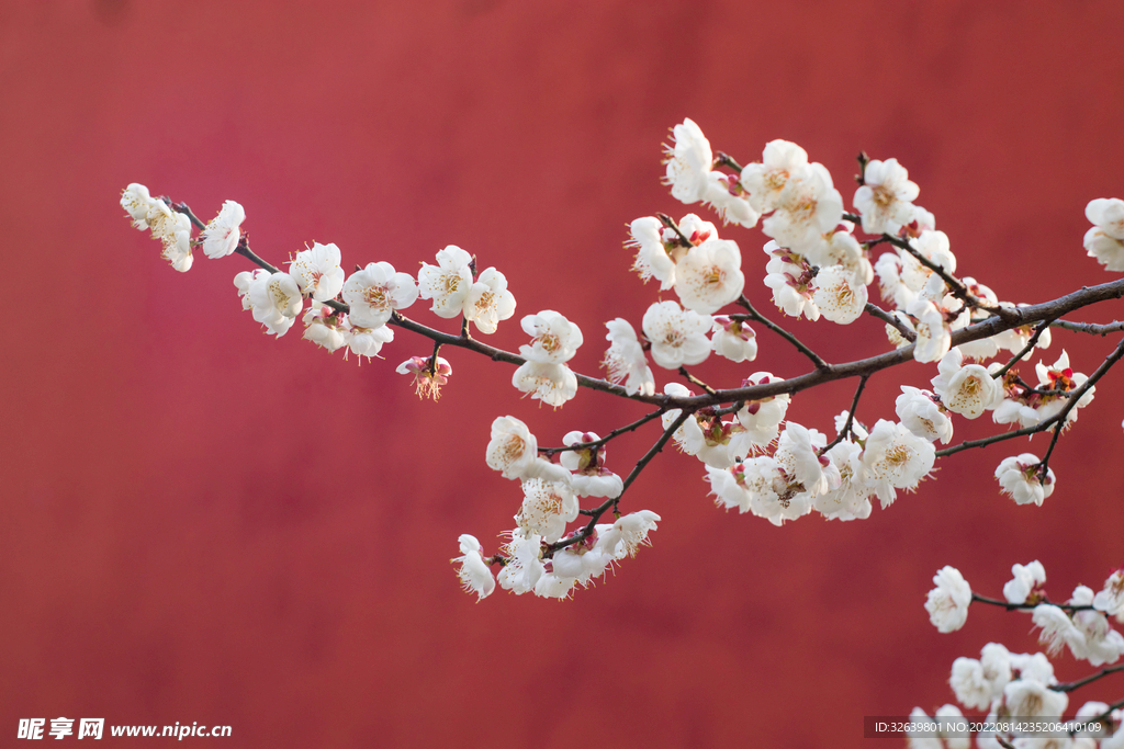 红墙白花