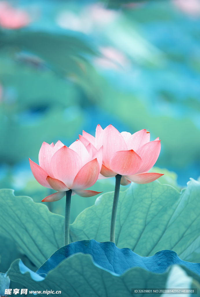 莲花