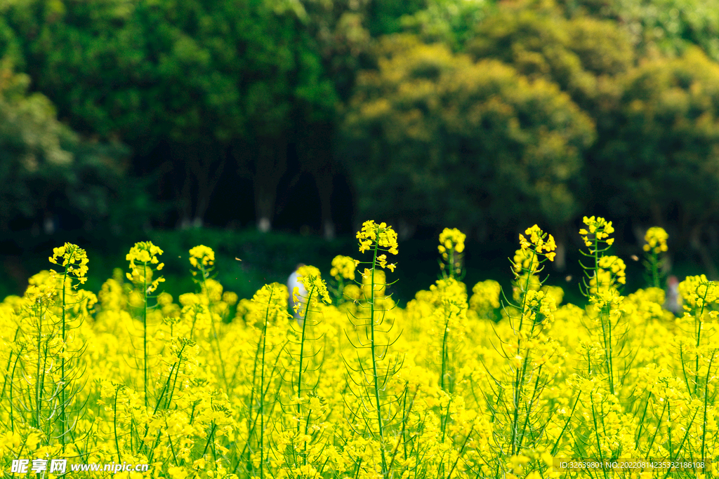 油菜花