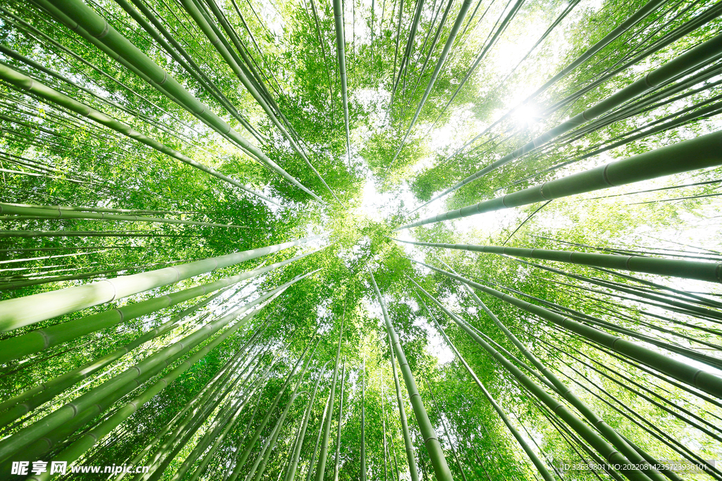 竹林