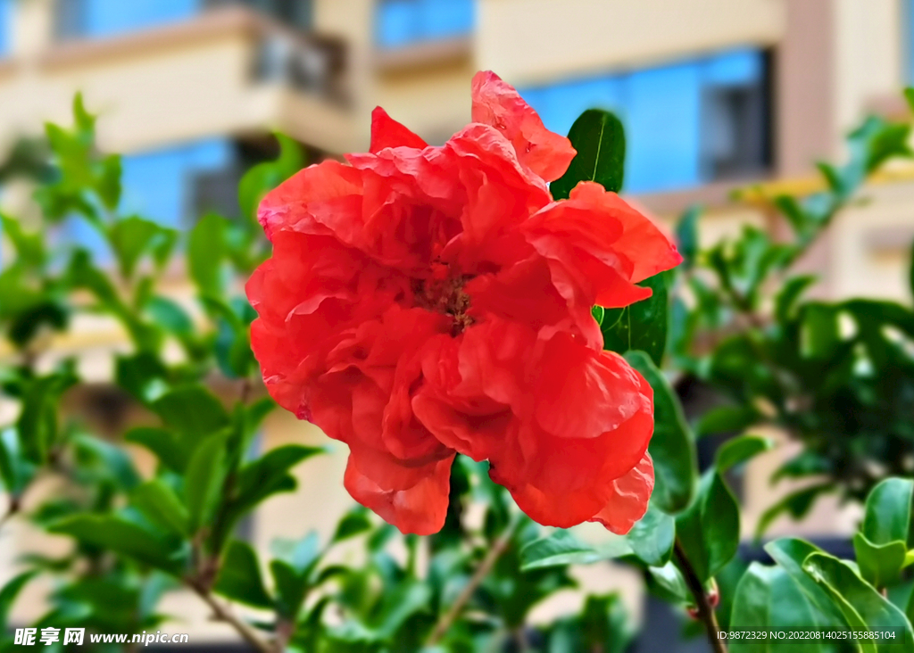 石榴花