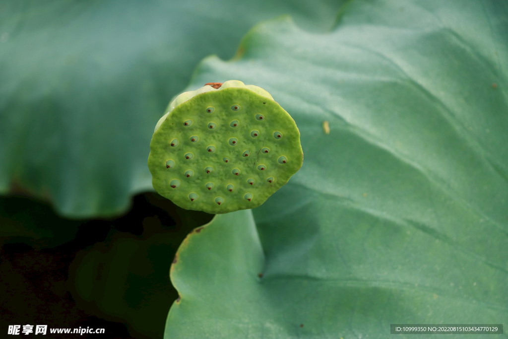莲蓬莲子