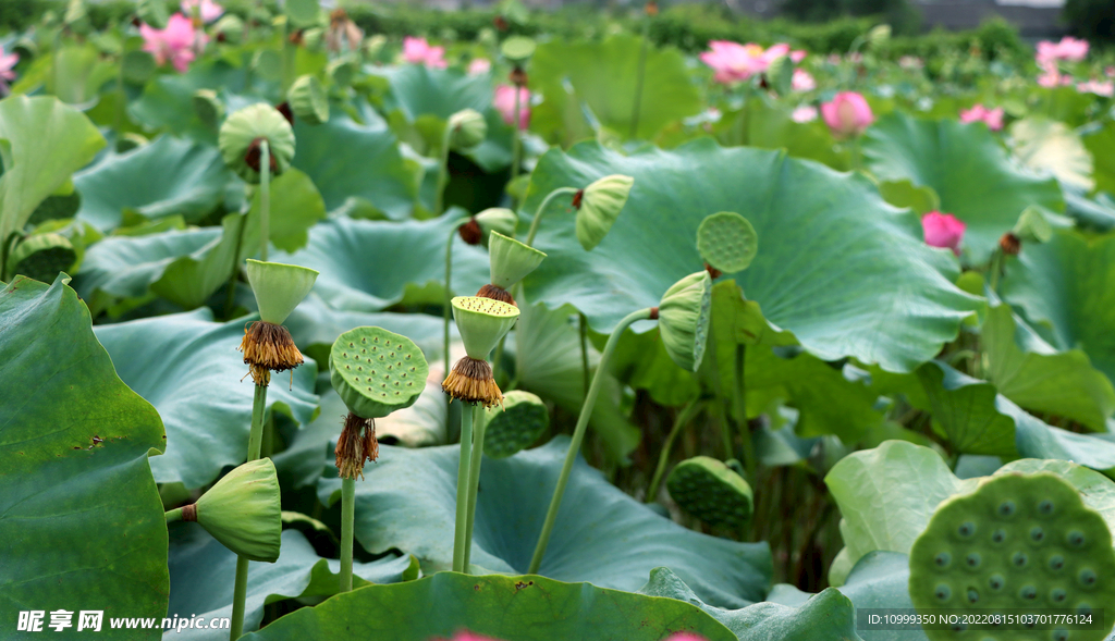 莲蓬莲子
