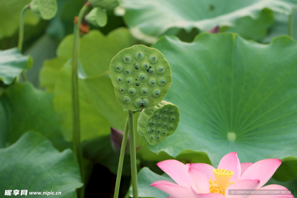 莲蓬莲子