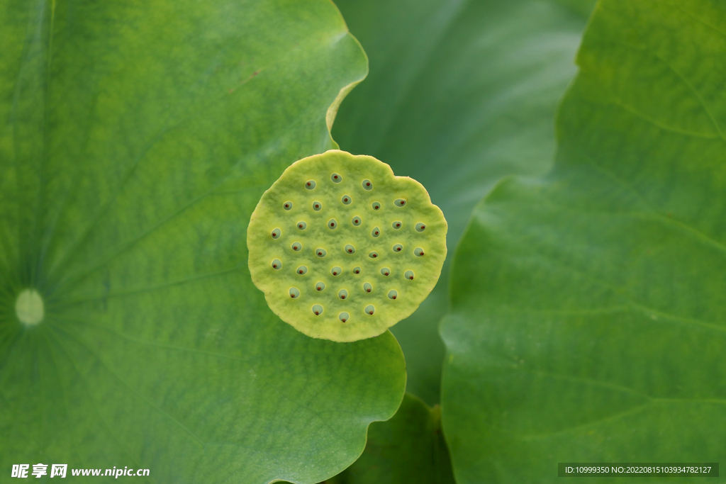 莲蓬莲子