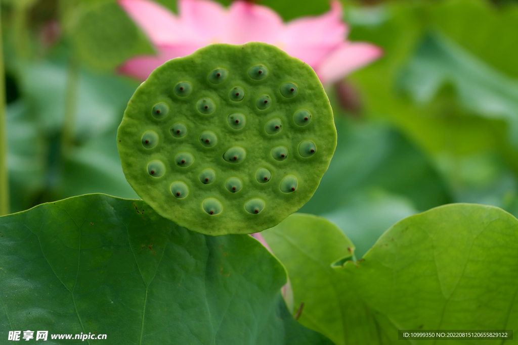 莲蓬莲子
