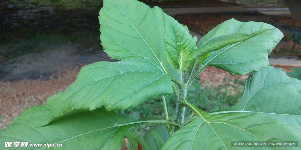 菊芋