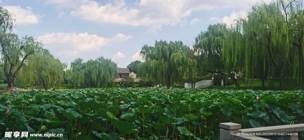 公园风景