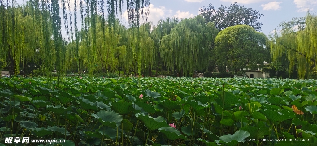 公园风景 