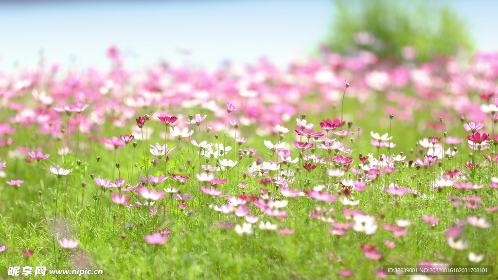 盛开的格桑花