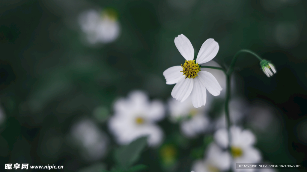 绽放的花朵 
