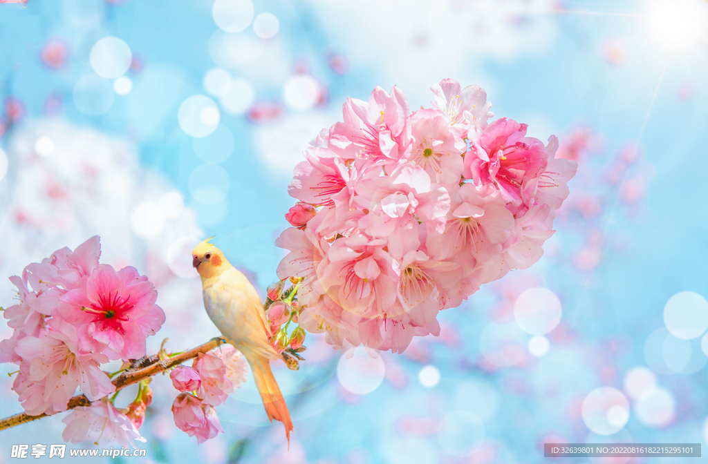 春天樱花