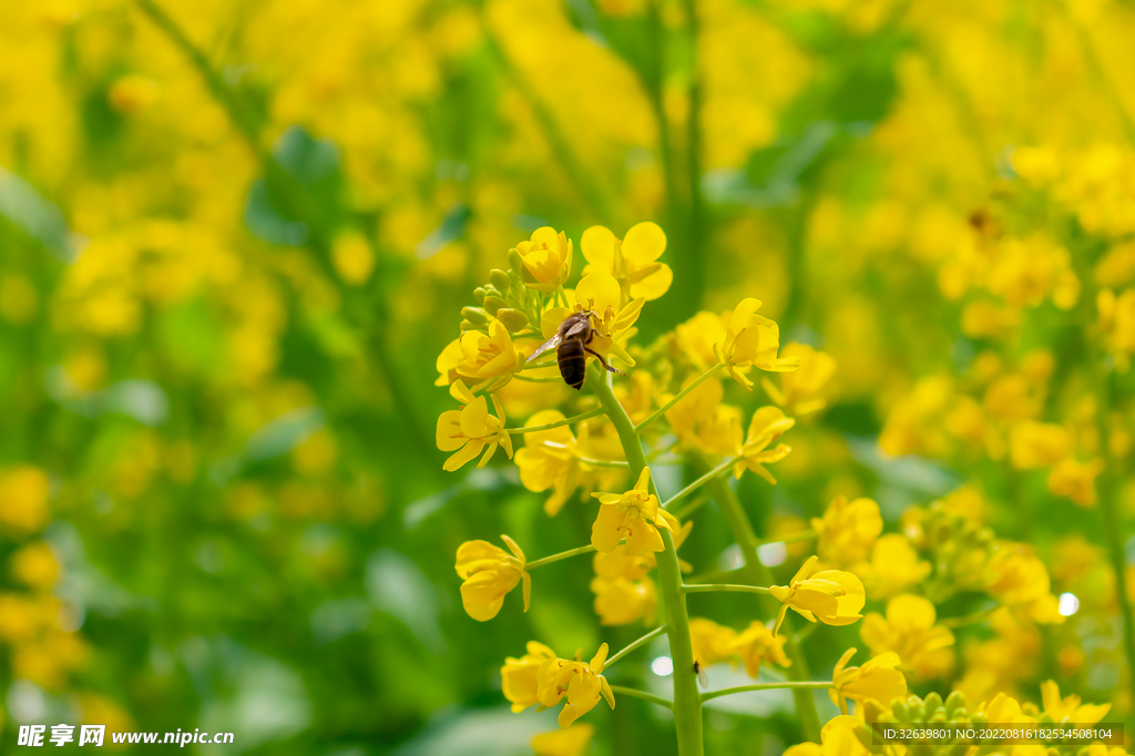 油菜花