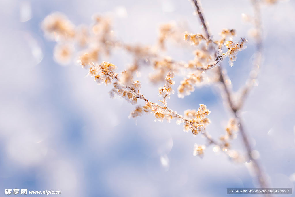 梦幻雪花植物
