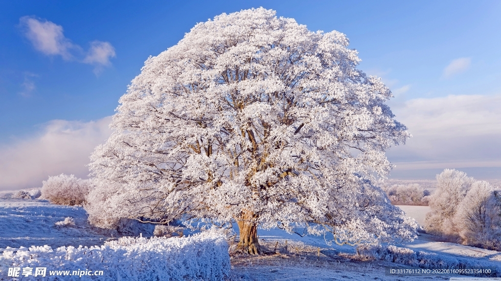 被雪覆盖的树