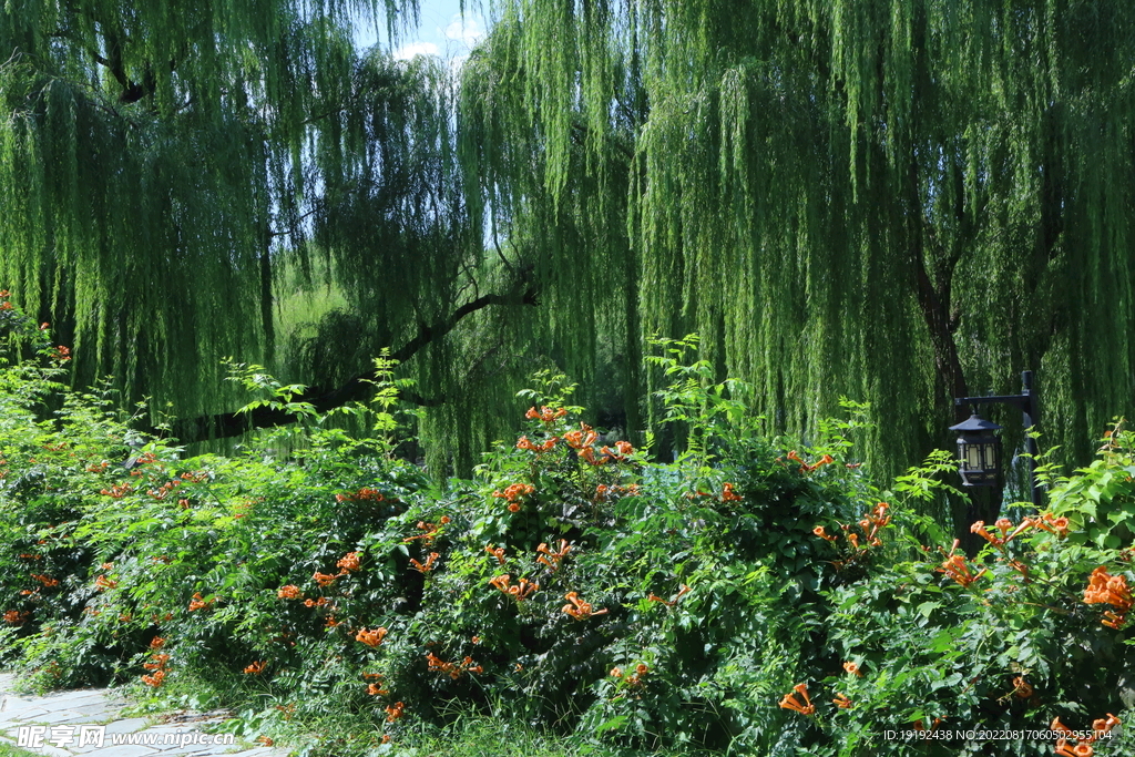 公园风景