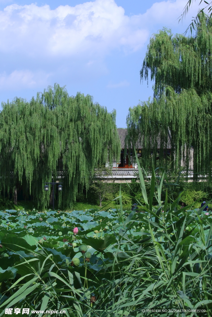 公园风景 
