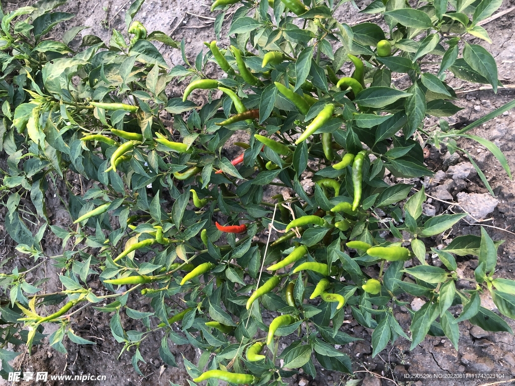 辣椒