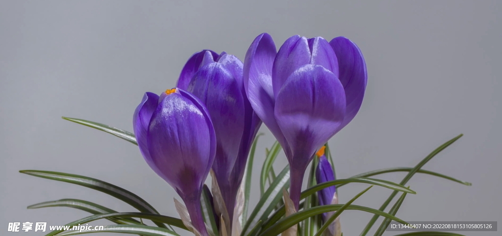 高速拍摄高清视频花朵开放全过程