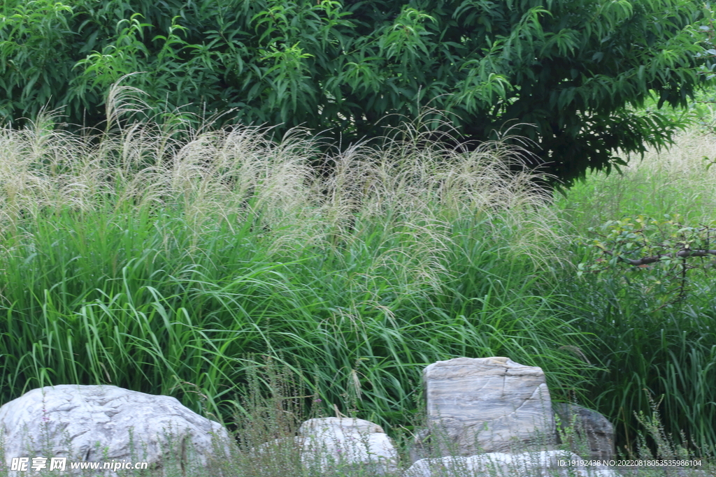 芒草风景 