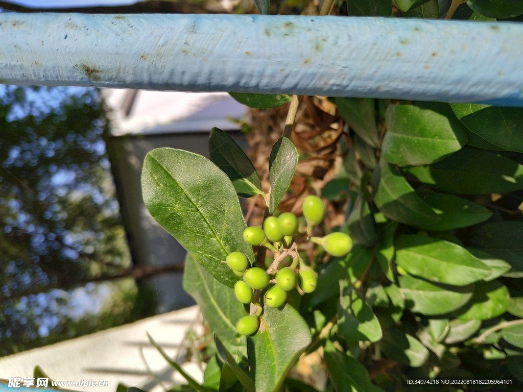 绿色植物图片