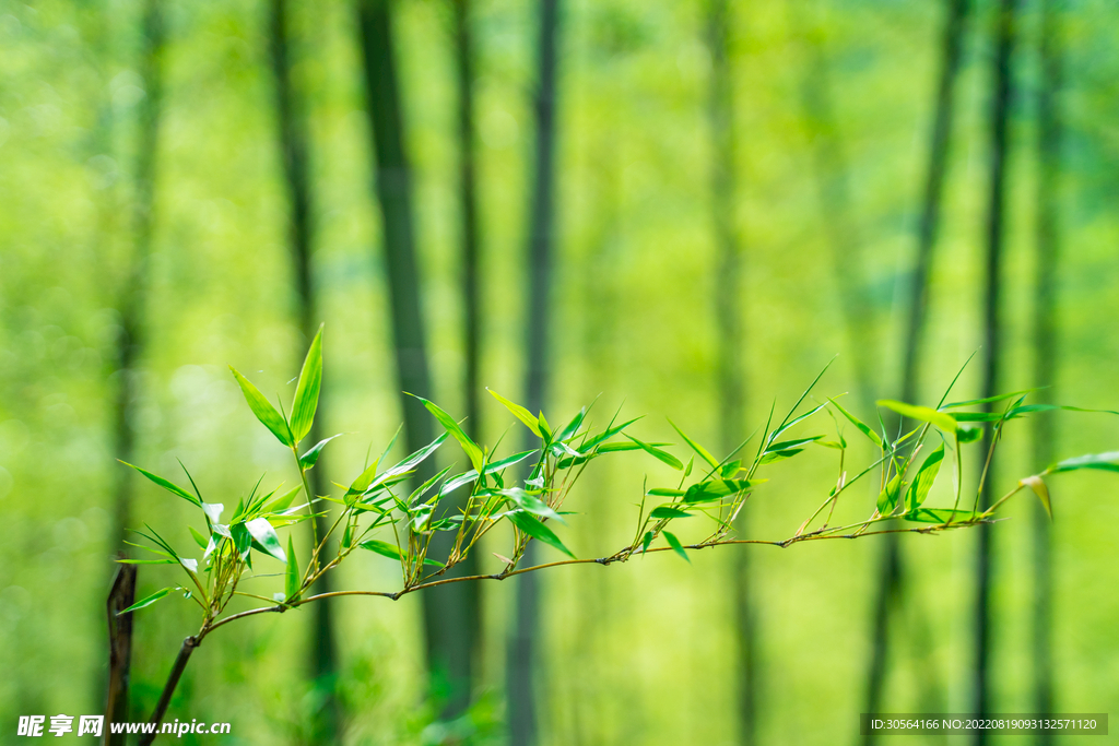 户外竹林竹叶树枝