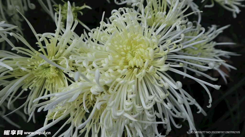 菊花