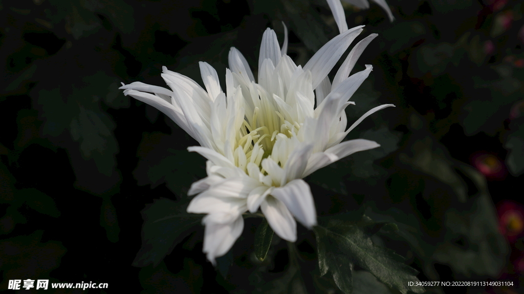 菊花