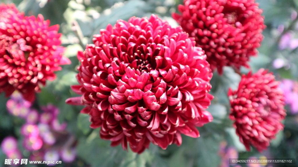 菊花
