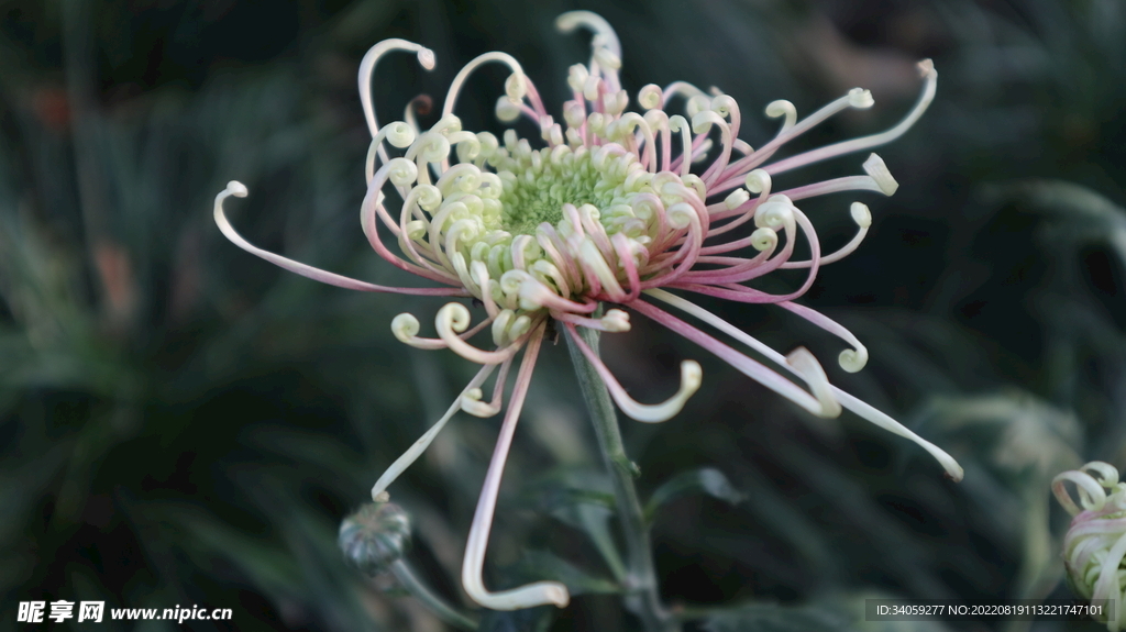 菊花