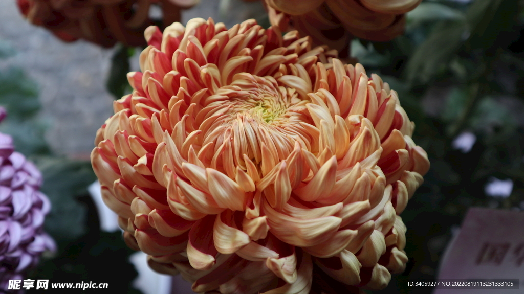 菊花