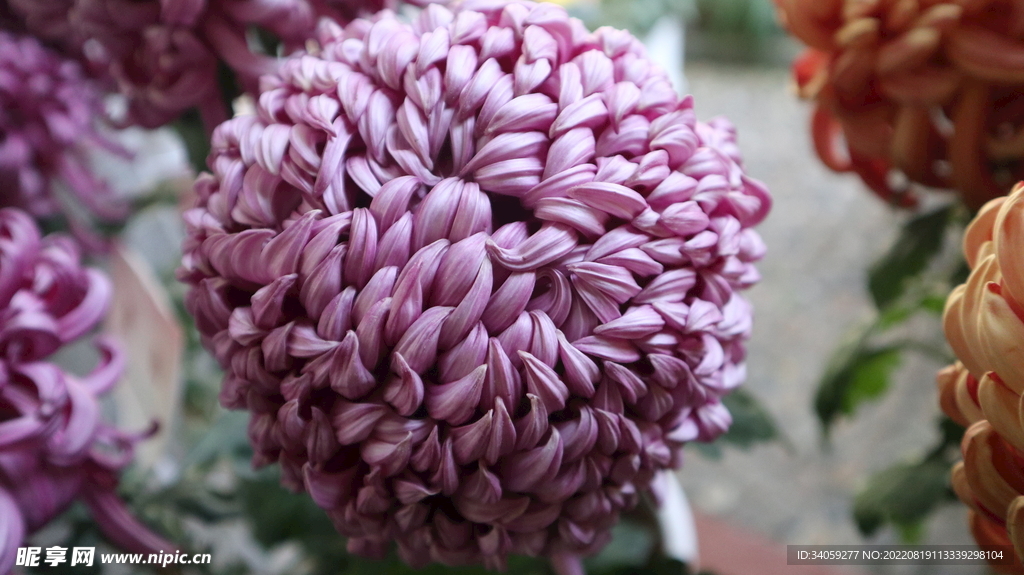 菊花