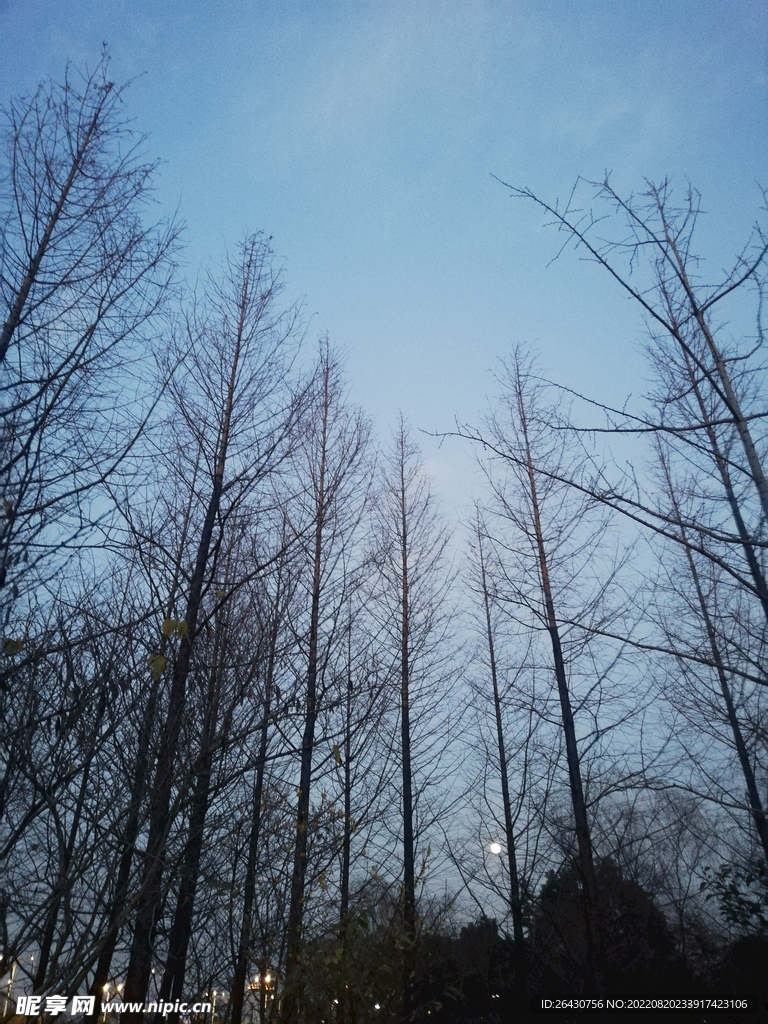 秋天落叶树木蓝天