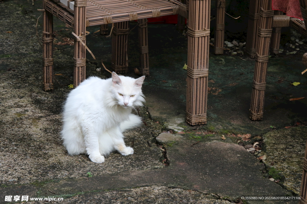 猫 古建筑 自然景观