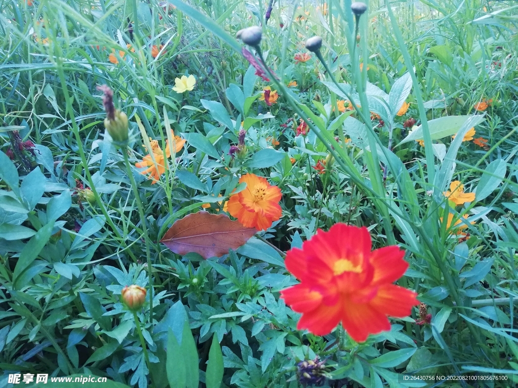 红色秋英大波斯菊