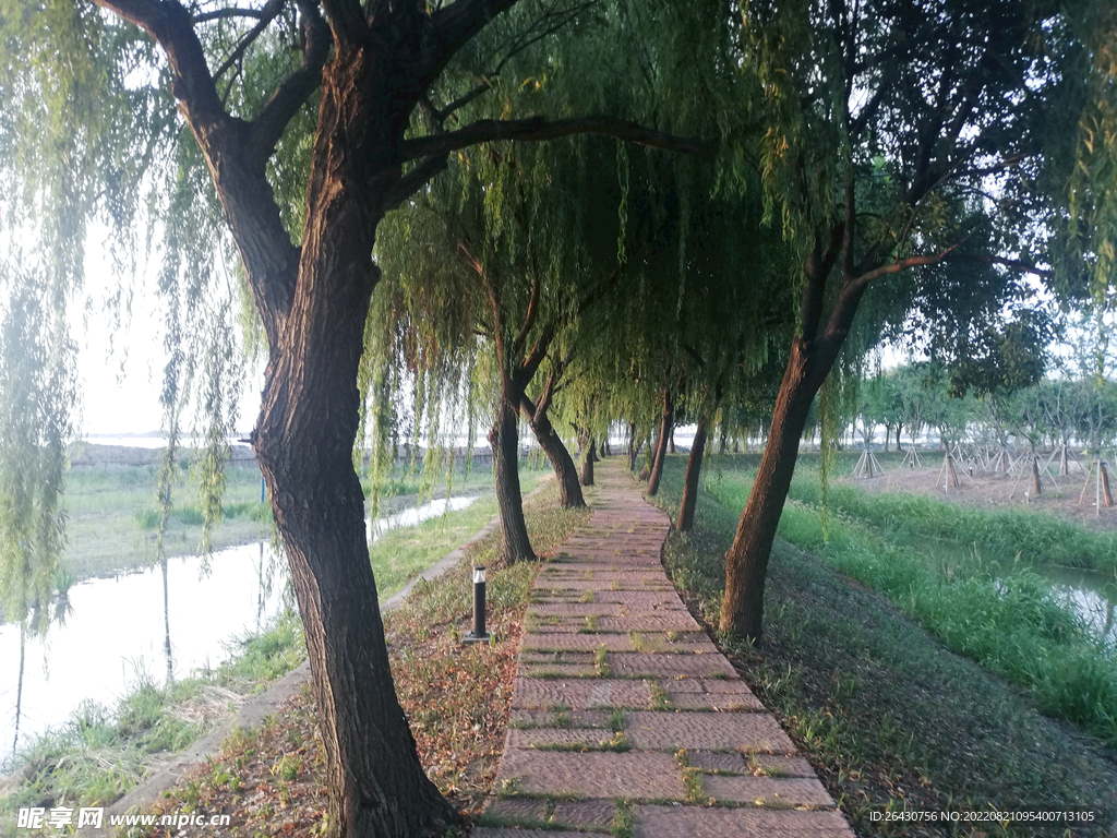 杨柳岸杨柳依依柳树