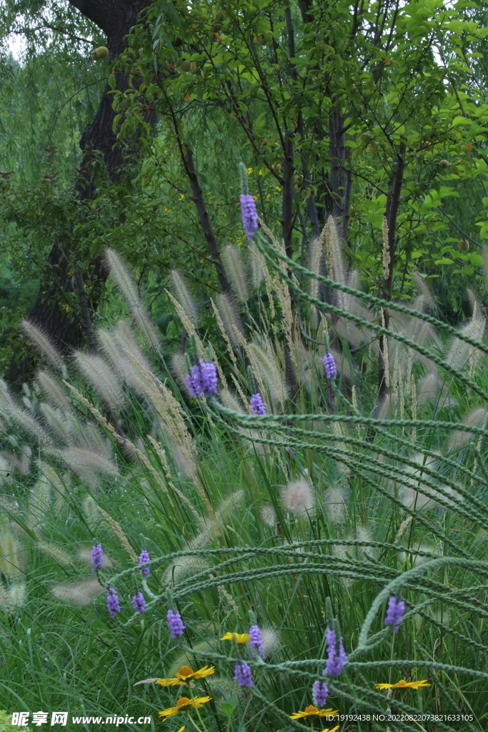 园林花草