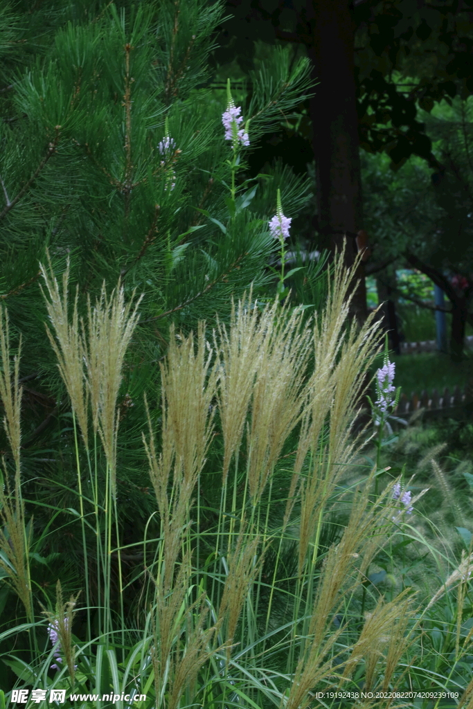 芒草风景 