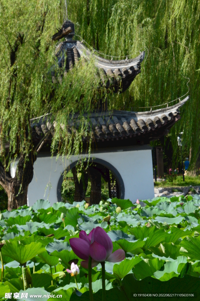 公园风景 