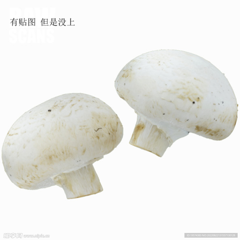 C4D模型白色蘑菇