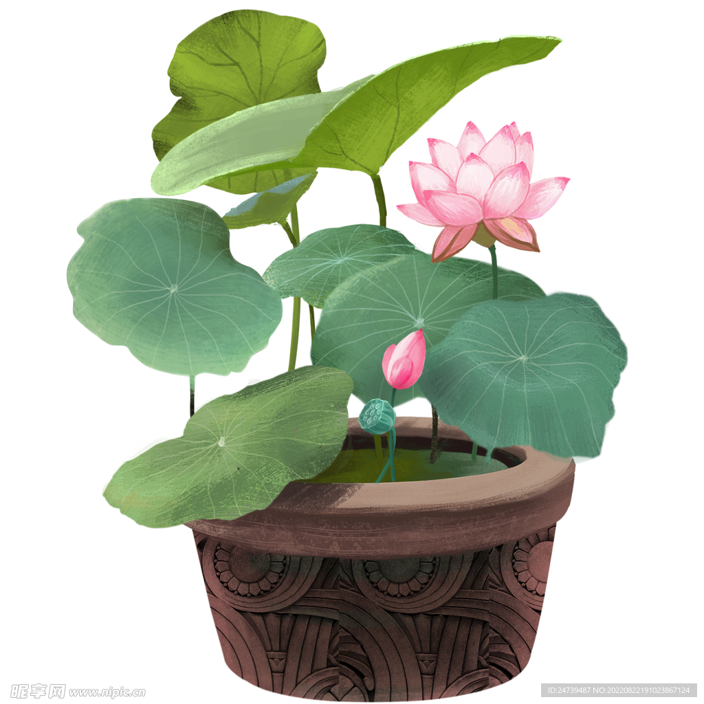 荷花