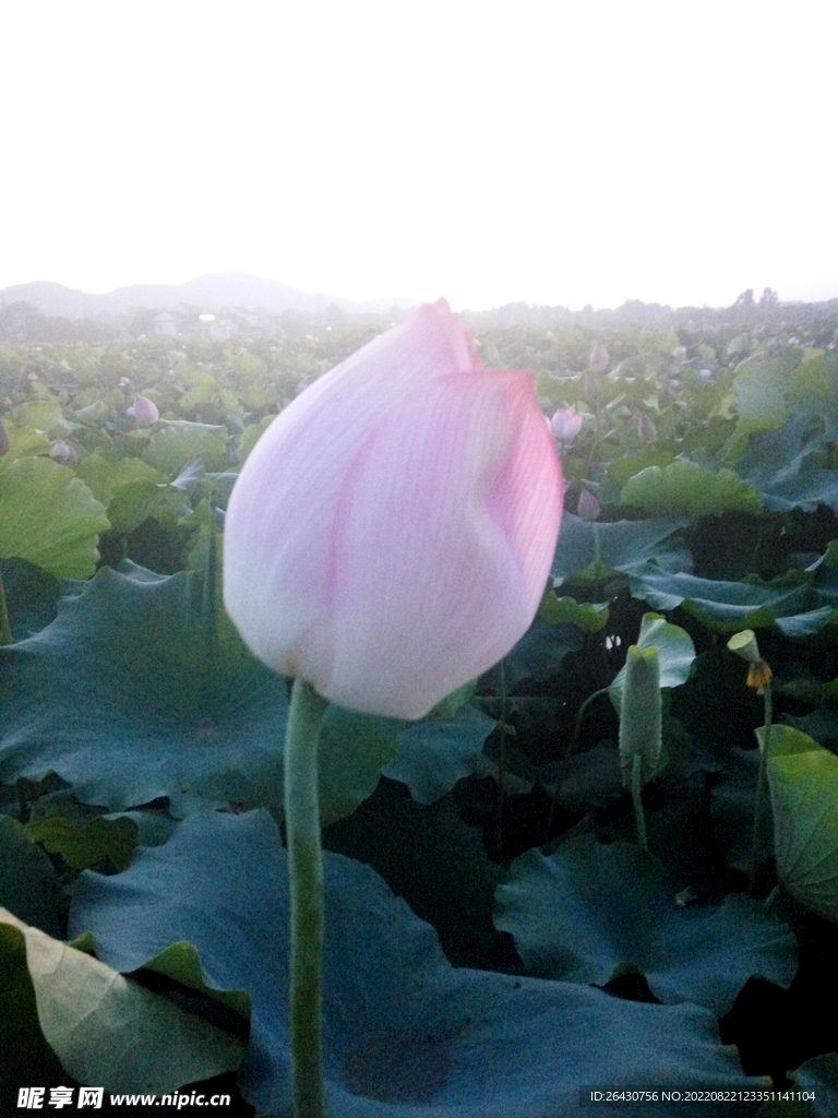 荷花花蕾