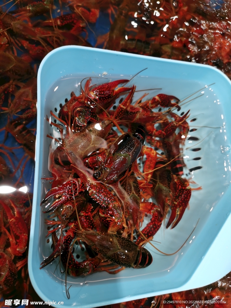 小龙虾