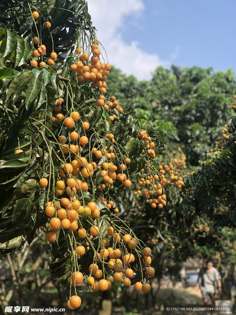 黄皮
