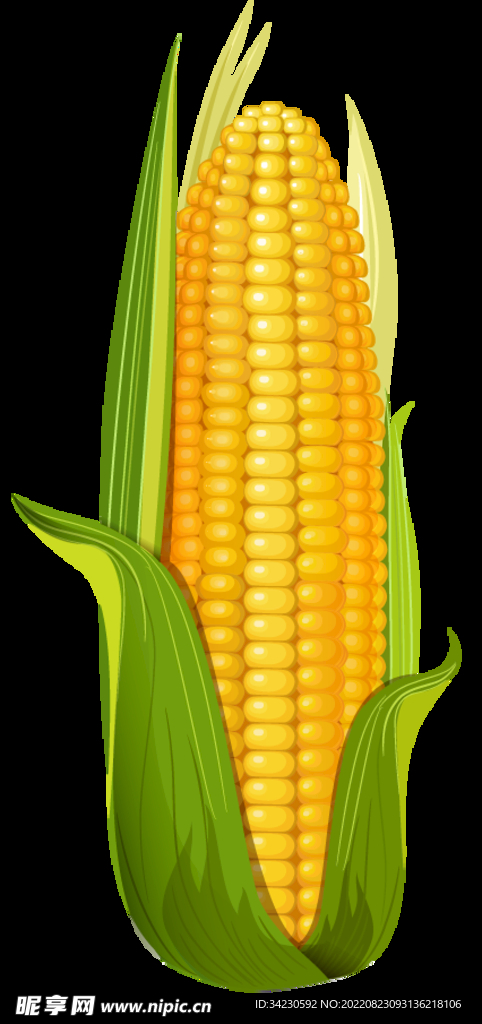 玉米