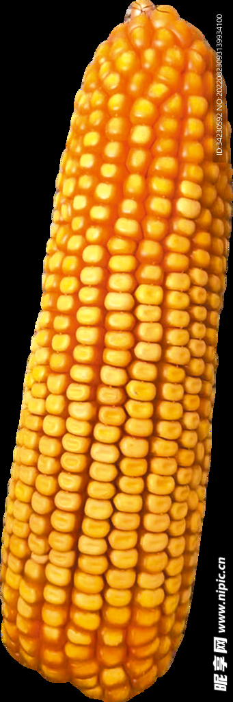 玉米
