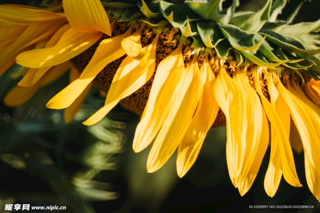 向日葵            