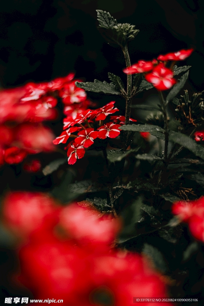美女樱红色花朵背景