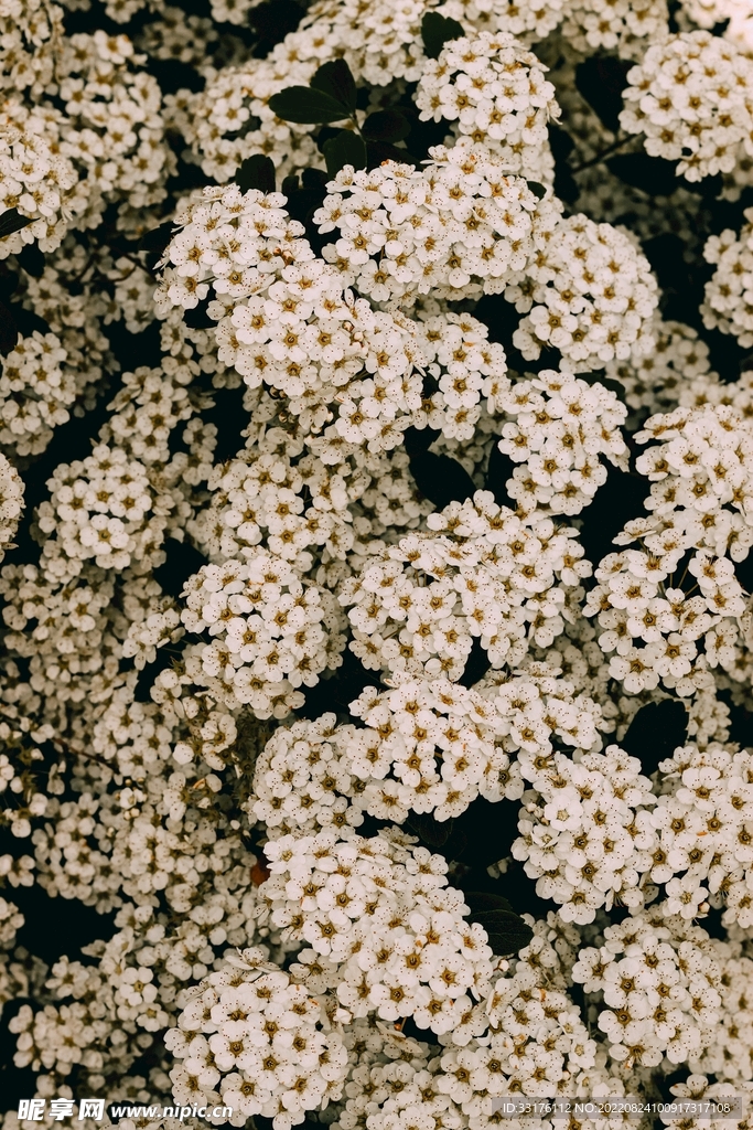小雏菊背景