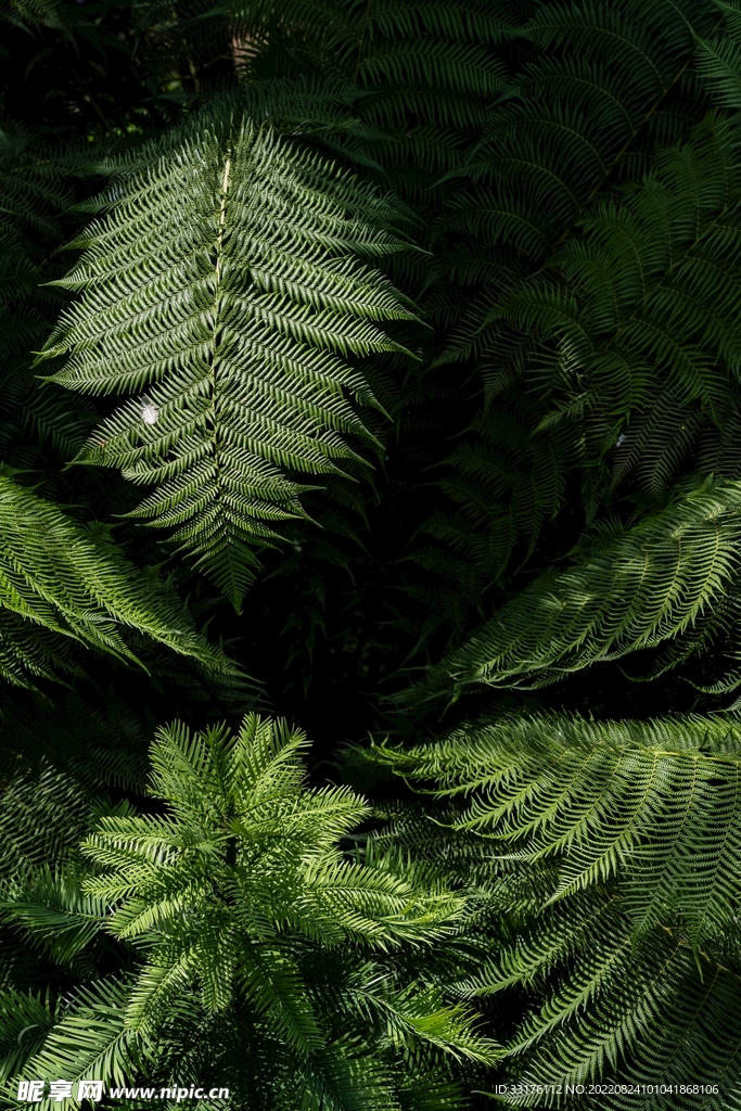 桫椤蕨类植物背景